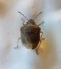 Eysarcoris ventralis